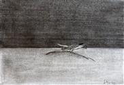 林宝春绘鸟集素描稿