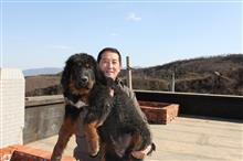 北京西山冯冰獒园里三个半月的小獒已有六十多斤