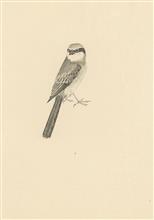 《珍禽写生之六》42x30cm 小写意花鸟 纸本设色 2017年