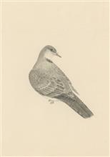 《珍禽写生之十二》42x30cm 小写意花鸟 纸本设色 2017年